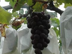 -马陆小张葡萄园农家乐