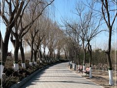 -大兴滨河森林公园