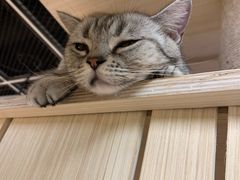 -猫和宫(六道口店)