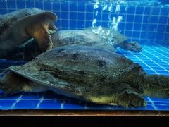 甲鱼池-湘里乡亲甲王二老店