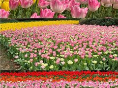 -上海鲜花港