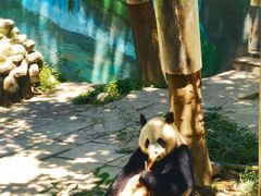 -中国大熊猫保护研究中心雅安碧峰峡基地