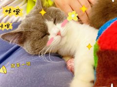 -momokira米努特·德文卷毛猫·棉花面纱犬