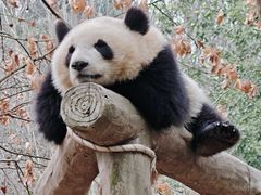 -都江堰中华大熊猫苑