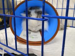 -可蒙动物医院·猫科·骨科中心(首义路店)