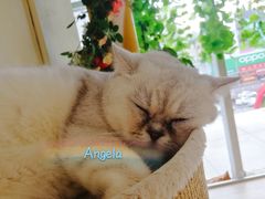 -藏猫猫咖啡主题馆(中央大道店)