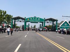 -荷兰花海