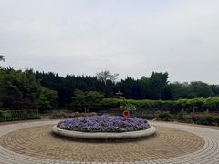 -嘉定紫藤园