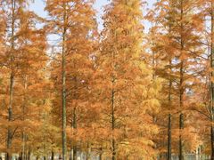 -白鹭湾湿地公园