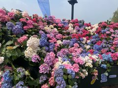 -荷兰花海