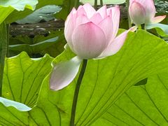 -荔湾湖公园