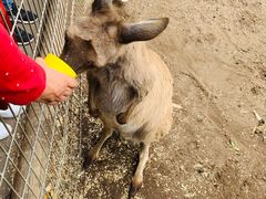 -费瑟代尔野生动物园