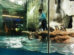 -帝企鹅自助餐厅•儿童岛•真企鹅(长隆企鹅酒店)