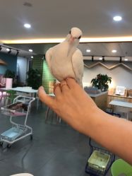 -Moni星球萌宠·小马宝莉·灵蛇·高端高阶全萌宠互动体验俱乐部(红豆国际广场店)
