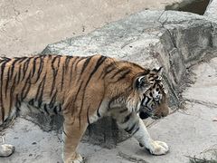 -大连森林动物园