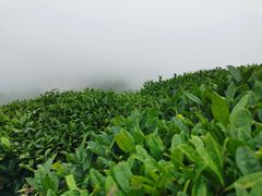-东白山