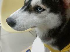 -怪兽屋·羊驼·猫咖·狗咖(俊华广场店)