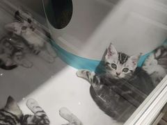 -糯米喵星人总部直营旗舰店·猫舍·幼猫出售