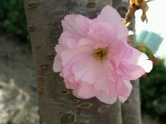 -辛玛王国游乐园