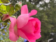 -人民公园(罗湖区)