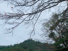 -广州市流溪河国家森林公园