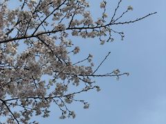 -武汉大学-樱园