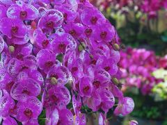 -双季花艺园艺市场(浦东店)