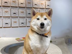-柴务处·柴犬主题狗咖