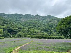 -雁荡山风景名胜区