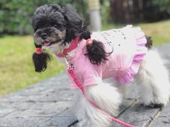 -PETKIT 小佩宠物·低压洗护·美容·寄养(安远店)