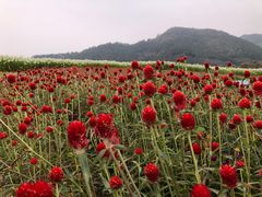 -径山花海
