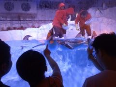 -芜湖新华联大白鲸海洋公园