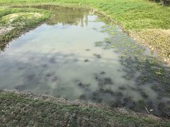-广东花都湖国家湿地公园