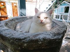 -喵屿·大理花园猫咖