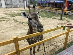 -西霞口神雕山野生动物世界