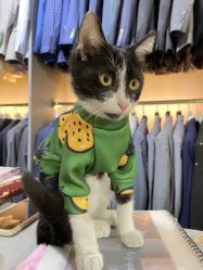 -ChenV西服礼服高级定制(市区养育巷店)