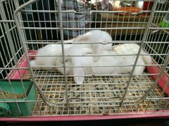 -锦尚阁烤鱼•天津菜(宣武门胡同店)