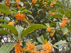 -新发展亚太JW万豪酒店·福苑咖啡厅