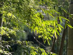 -藏龙百瀑风景区