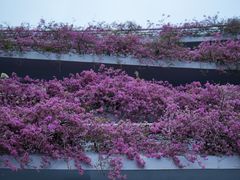 -深圳仙湖植物园-停车场