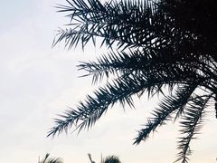 -杨梅坑