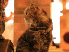 -more than meow吴止猫主题餐厅(承德 中船汇店)