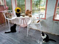 -喵屿·大理花园猫咖