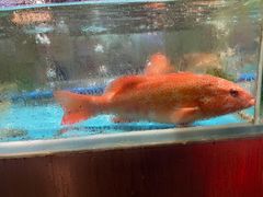 -荔城生鲜盛宴(番禺旗舰店)