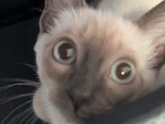 -瑞派福兴宠物医院犬猫全科·骨科·中西医结合(河东店)