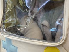 -瑞派伍一宠物医院·眼科·骨科·猫科转诊中心(马王堆院)