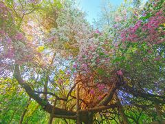 -深圳国际园林花卉博览园