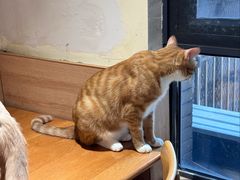 -滚猫咖啡·猫咖·猫友好撸猫(未来城店)