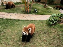 -灵玲国际马戏城