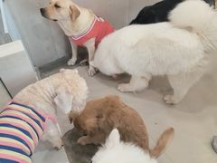-共舞时光猫咖·狗咖(新街口店)
